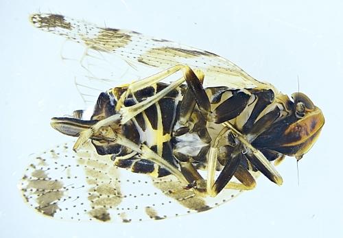 Tachycixius venustulus